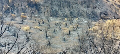 Η καταστροφική φωτιά στη Βόρεια Εύβοια έκαψε ολοσχερώς τον ελαιώνα μας